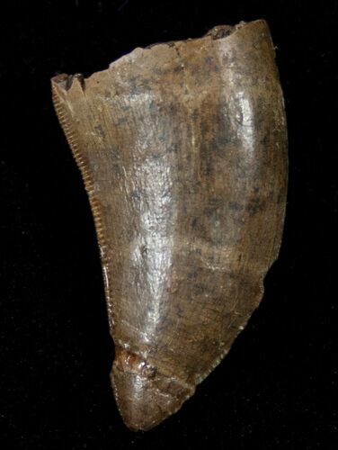 Tyrannosaur Tooth - Two Medicine Formation #14756